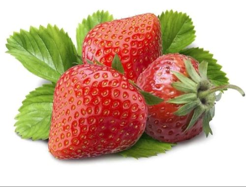 Organic Fresh Strawberry, Freezing Process : Cold Storage