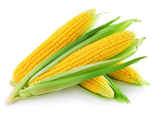 Sweet Corn, Shelf Life : 10 Days