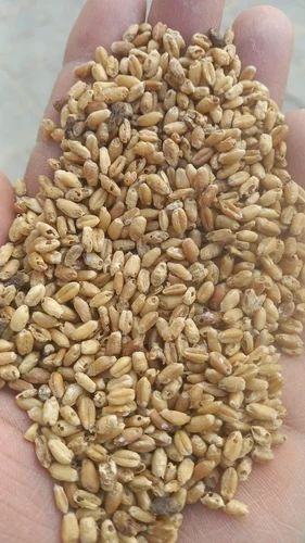 Creamy Organic Wheat Grains, For Making Bread, Cooking, Cookies, Packaging Type : PP Bag