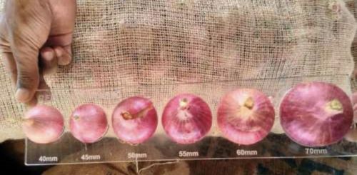 Organic Nashik Onion, Color : Light Pink