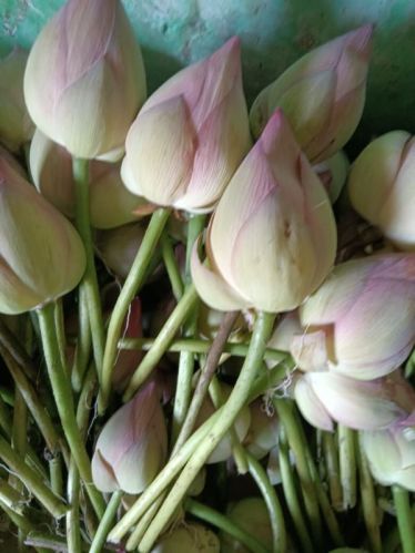 Pink Natural Lotus Flower, For Decorative, Garlands, Shelf Life : 10days