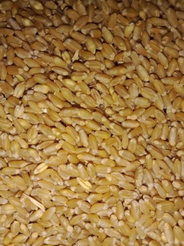 Creamy Natural Wheat Grain, For Making Bread, Cooking, Packaging Size : 20-25kg