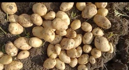 Fresh Natural Santana Potatoes, Packaging Size : 50 Kg, Packaging Type : Leno