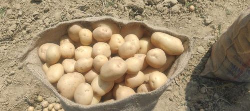 Cultivation Fresh Potato, Packaging Type : 50 Kg