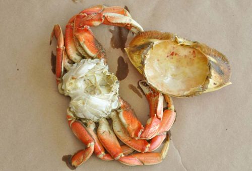 Fresh Sea Crab With Shell Open