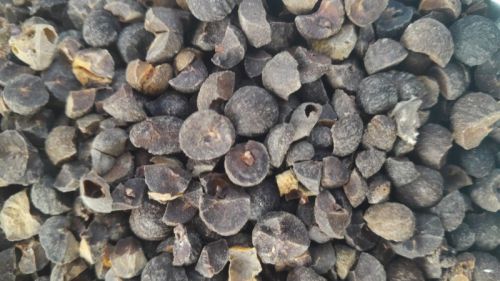 Brownish Natural Jamun Seed, For AYUSH, Packaging Type : Food Grade PP Bags