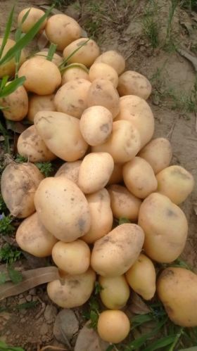 Natural 3797 Potato, Packaging Size : 50 Kg