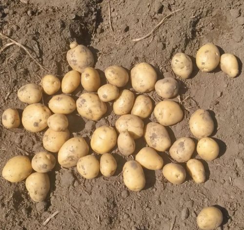 Natural Chipsona Potato, Packaging Size : 50 Kg