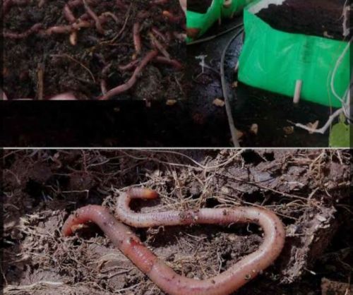 Organic vermicompost for Agriculture