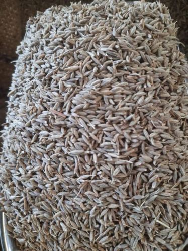 Light Brown Cumin Seed - Singapore 99%, For Cooking, Powder, Packaging Size : 40 Kg