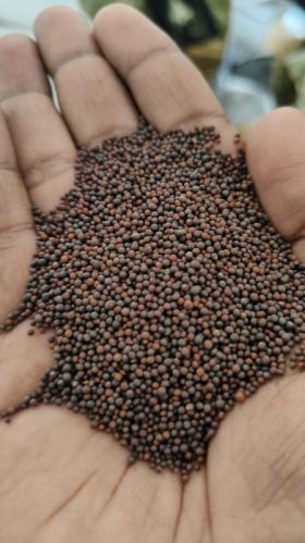 Fresh Organic Small Black Mustard Seeds