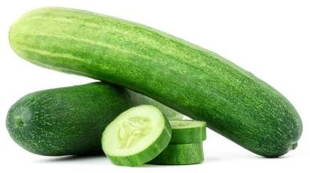 Fresh Cucumber, Packaging Type : Gunny Bag