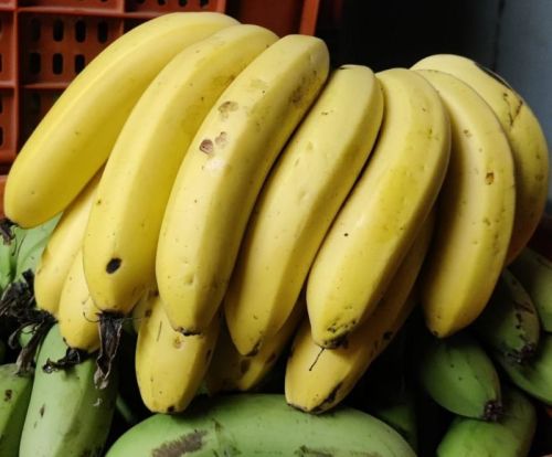 Organic A Grade Yellow Banana, Packaging Type : Plastic Crate