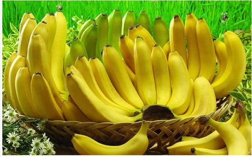 Organic Raw Yellow Banana, Shelf Life : 3 To 5 Days