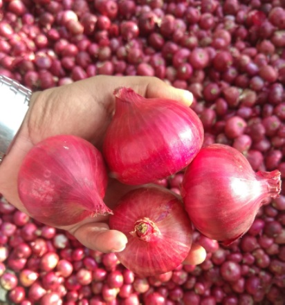 Red Onion, Size : 45mm+