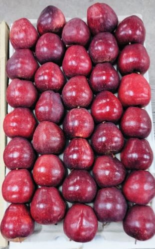 Royal Delicious Apple A1 Grade