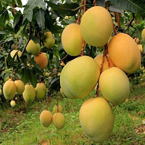 Yellow Organic Alphonso Mango, Shelf Life : 5-10Days