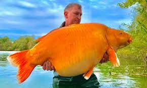 Gold Fish