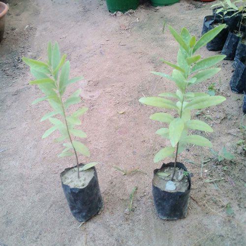 Green White Sandalwood Plant, For Garden