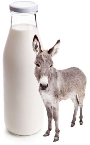 White Liquid Fresh Donkey Milk, For Medicine Use, Purity : 99.9%