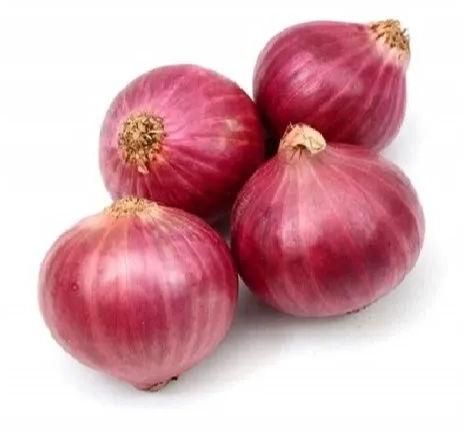 Hybrid Red Onion, For Cooking, Shelf Life : 7-15days