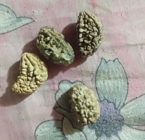 1 Mukhi Rudraksha, Color : Brown