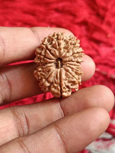 Brown 13 Mukhi Rudraksha, For Religious, Size : Standard