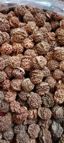 Brown Ganesh Rudraksha, For Religious, Size : Standard