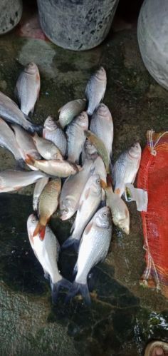 Katla Fish, Style : Fresh