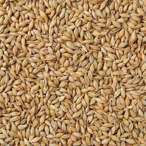 Indian Barley Seeds, Packaging Type : PP Bag