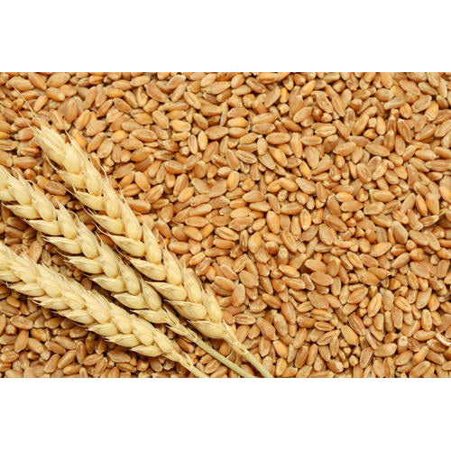 Natural Milling Wheat, Packaging Type : PP Bag