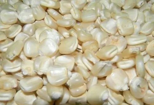 Organic White Maize, Packaging Type : PP Bags