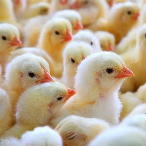 Yellow Broiler Cobb 430 Y Chicks, Packaging Type : Corrugated Boxes