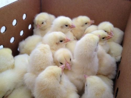 0-250 Gm Cockerel Chicks, Packaging Type : Corrugated Boxes