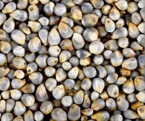 Fine Processed Natural Bajra Seeds, For Cooking, Style : Dried