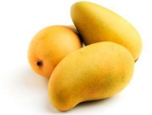 Organic Fresh Malgova Mango, Color : Yellow, Packaging Type : Plastic Bag