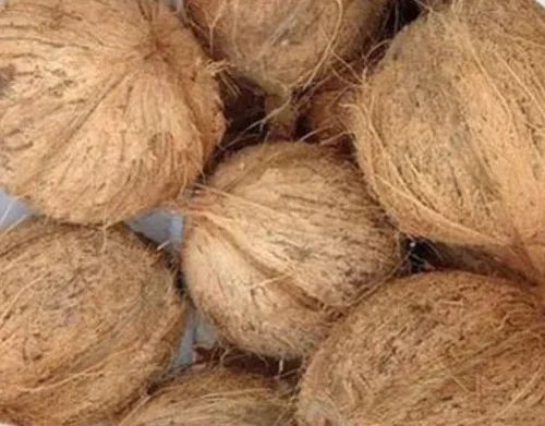 Brown Hard Organic Semi Husked Coconut, For Pooja, Cosmetics, Cooking, Packaging Type : Gunny Bags