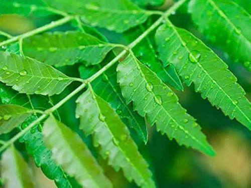 Neem Leaf, For Medicine