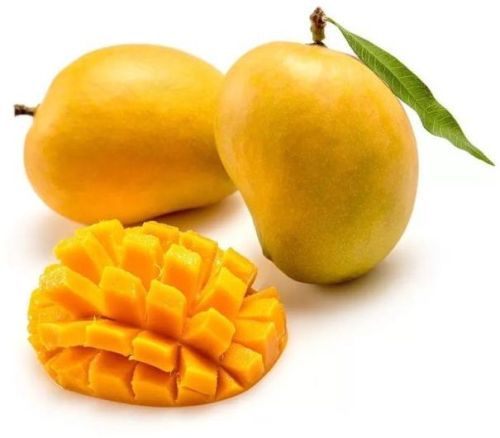 Natural Alphonso Mango, For Juice Making, Food Processing, Direct Consumption, Packaging Size : 40-50kg