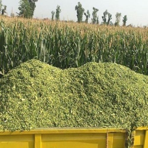 Green Corn Silage, For Cattle Feeds, Animal Feed, Cattle Feed, Certification : FSSAI Certified