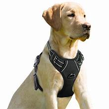 Brawny Printed Nylon 0-100 Gm PET Harnesses, For Dog Use, Size : XL