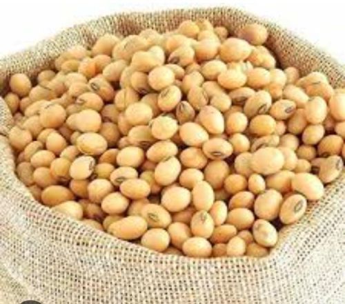 Nature Soybean Seed, For Oil Protein Powder, Packaging Type : Plastic Bags