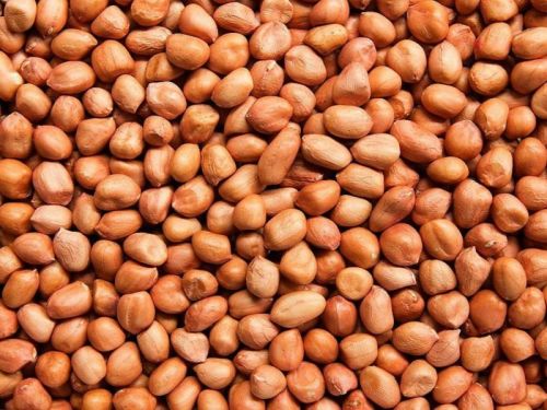 Hard Organic A Grade Groundnut Kernels