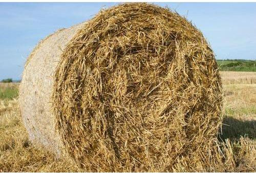 Brown-yellow Natural Wheat Straw Bale, For Cattle Feed, Packaging Size : 20-25kg