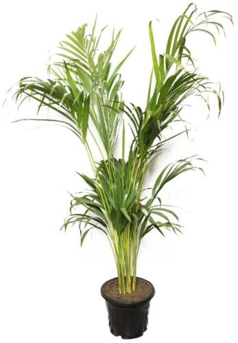 Green Areca Palm