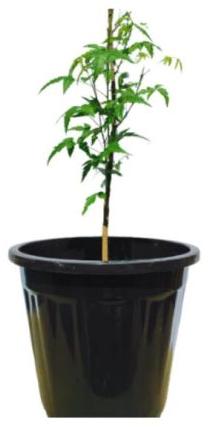 Green Neem Tree, For Outdoor Plants, Packaging Type : Polybag