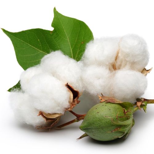 White Raw Cotton, For Textile Industry