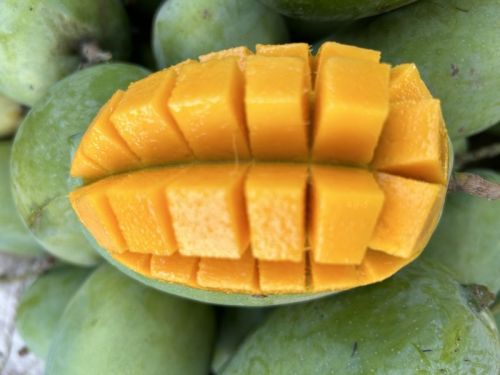 Kesar Mango, For Juice Making, Packaging Size : 10 Kg