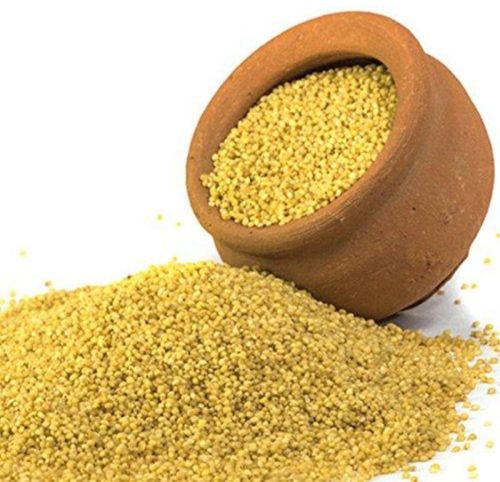 Yellow Fresh Foxtail Millet Seeds, For Cattle Feed, Style : Dried