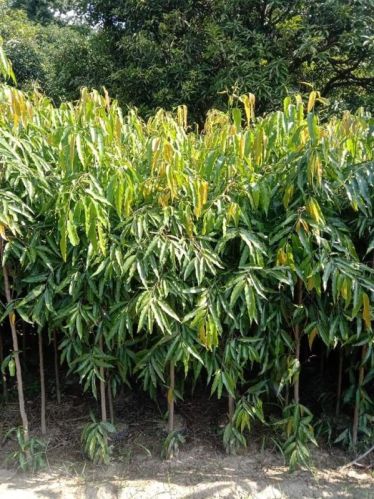 Natural Ashoka Tree, Condition : Fresh